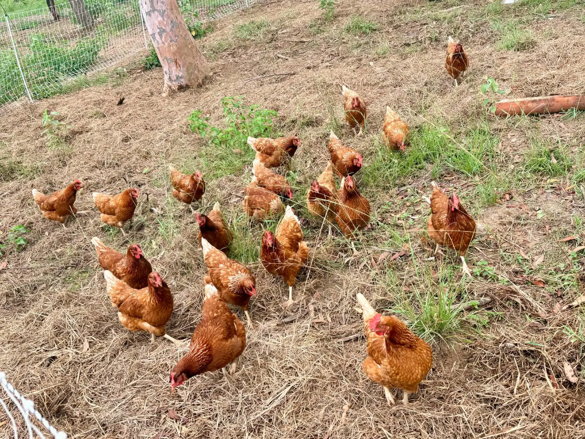 Hens foraging through grass and groundcover