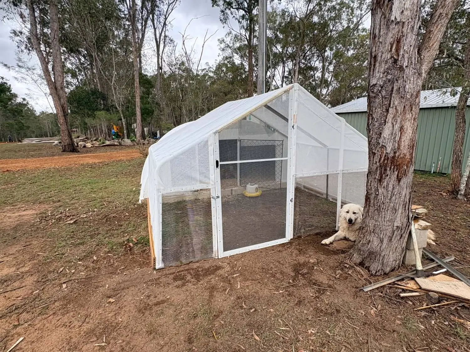 The finished brooder and its white netted run under the gum trees, with a big white dog lying in the shade of a tree beside it