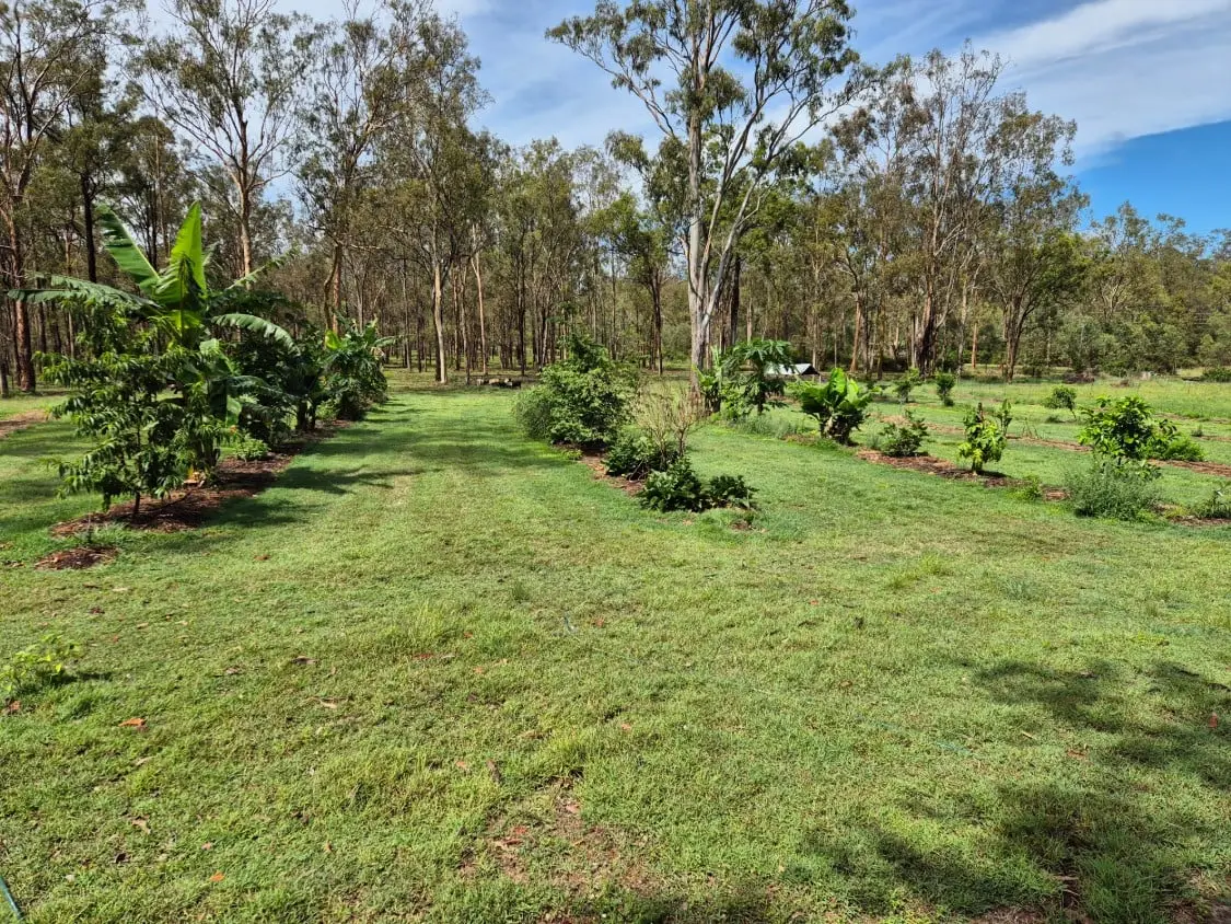 Rows in the food forest, with bananas, young fruit trees and soil-feeding plants in mulched lines across mown grass, and gum trees behind