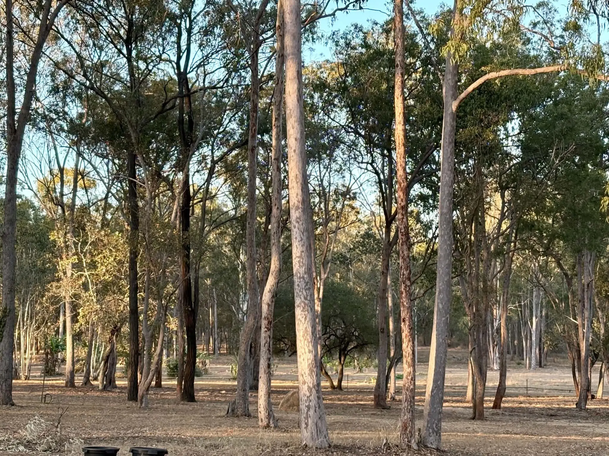 Open woodland and pasture at Wattle Farm in late-afternoon light