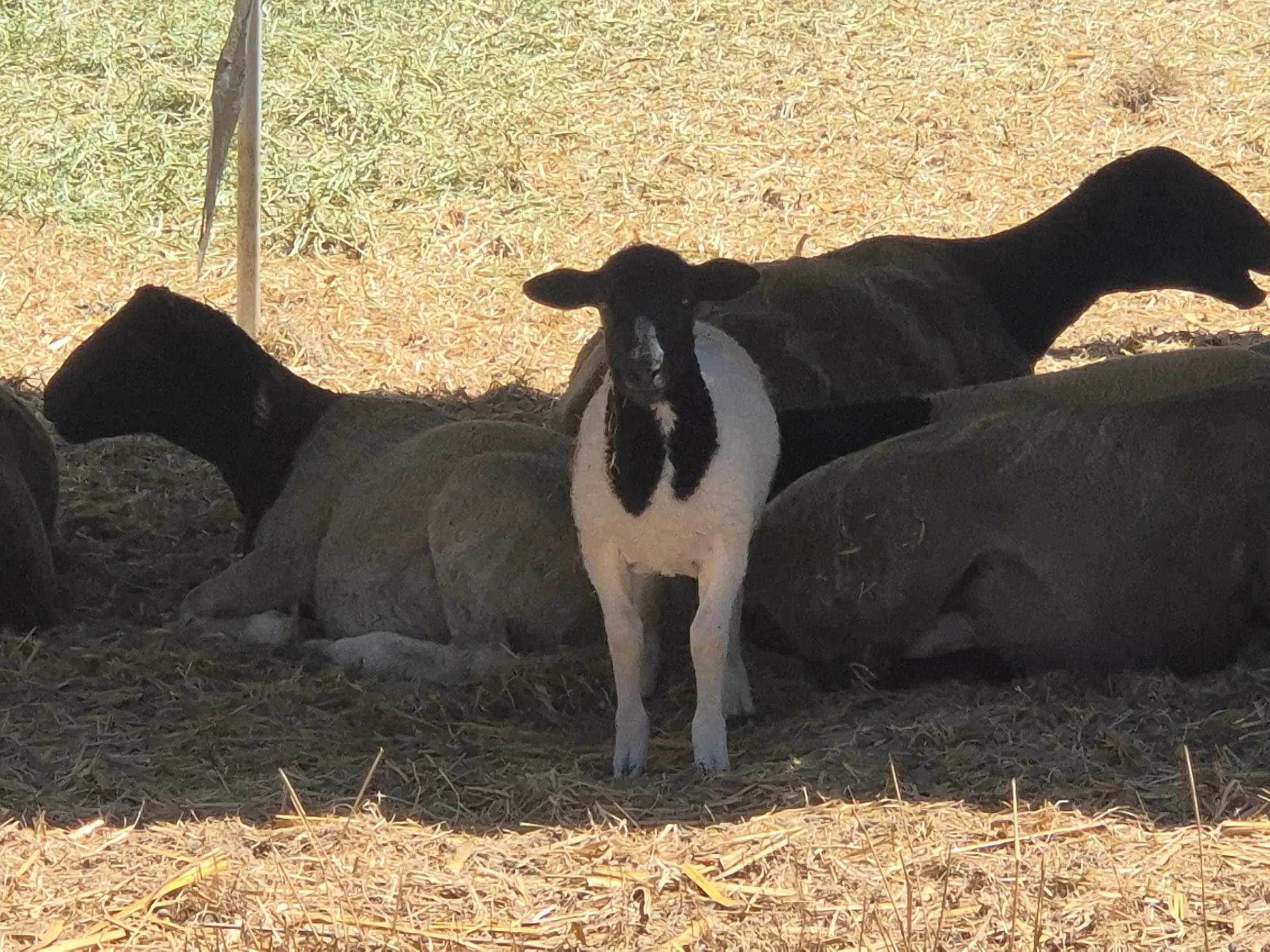 Hope, a little bigger now, standing in front of the flock as they rest in the shade
