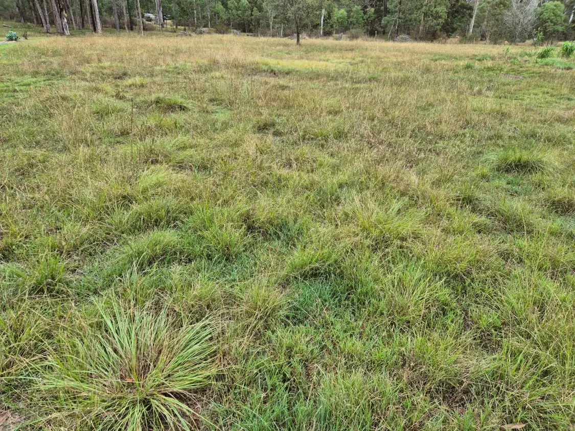 A paddock in March, thick with green tussocks of grass