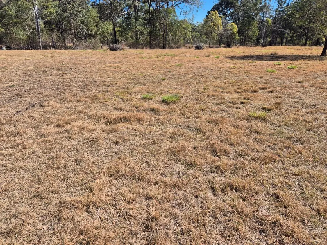 A paddock at the end of winter, brown and dry, with only a few small tufts of green left