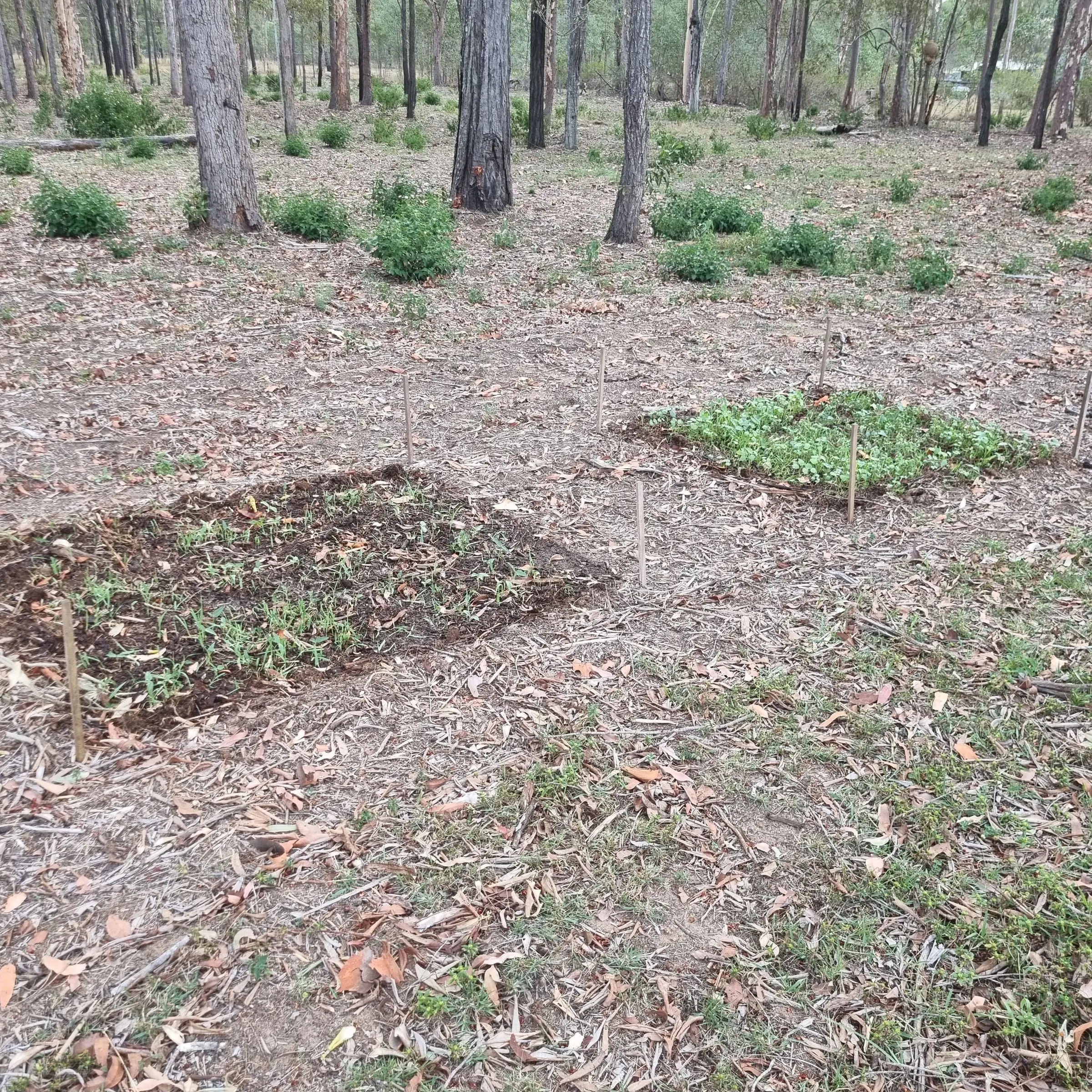 Two test plots sown side by side among the trees, the premium seed thick and green at the back and the bird seed sparse in front