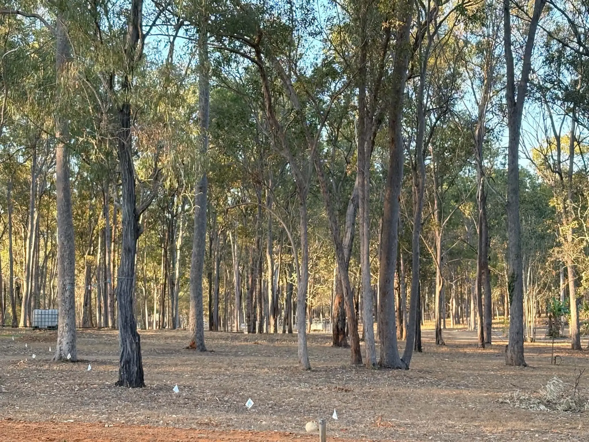 Low sunlight falling across pasture and woodland