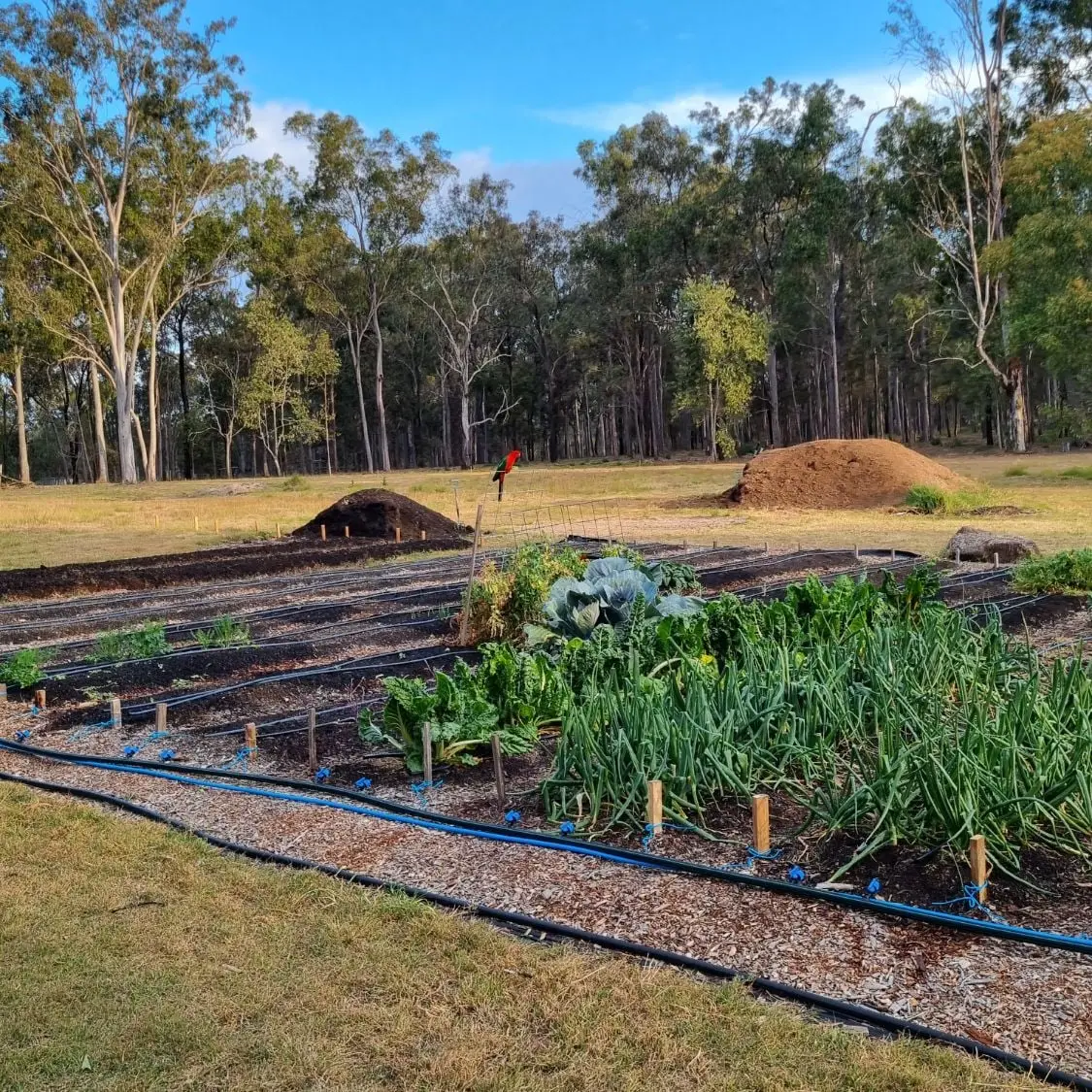 Our vegetable garden in its good days: rows of onions, cabbage and silverbeet under drip line, with a king parrot perched on the trellis